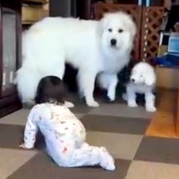 大喧嘩をしていた超大型犬と子犬→1歳の女の子が近づくと…思いがけない『神対応』が192万再生「人間でもなかなかできない」「素晴らしい」