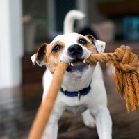犬が大喜びする『遊び方』7選　愛犬をハイテンションにさせるための工夫とは？