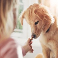 犬が『おやつ』への興味を持たないのはなぜ？食べようとしない原因や対処法を解説