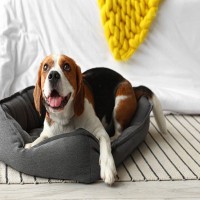 犬に『絶対NGな寝床』5選　病気やトラブルを引き起こす危険な状態とは？