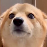 家に帰ったら玄関までお出迎えしてくれる犬→耳がぺったんこで…天使のような『おかえりなさい』が52万表示「うらやましい」「可愛すぎる」