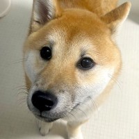 『犬を飼ってる方に質問なんですが…』毎日お風呂で必ず繰り広げられる"微笑ましい光景"に「うちも全く同じ」「安否確認かもｗ」と3万いいね