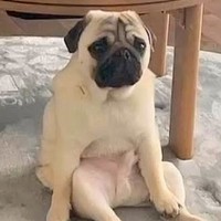 こたつ布団を片付けたら、犬が…思った以上に絶望する姿と『まさかの結末』が21万再生「悲壮感が凄いｗ」「絶対中におじさんいる」と爆笑