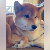 お母さんと散歩に行くつもりだった犬→相手が『お父さん』だと分かった結果…辛辣な『容赦ない対応』が35万表示「ガードしてるｗ」と爆笑