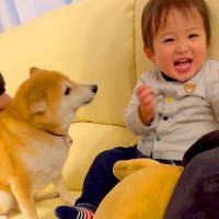 孫と息子が家に遊びにやってきたら、2匹の犬が…想定以上の『熱烈すぎる歓迎』が6万再生「しっぽヘリコプターみたいｗ」「激しめで草」