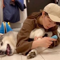 大型犬が寝ている隙に『爪切りと足裏カット』を強行した結果…文句が止まらない『攻防戦』が115万再生「ジタバタ可愛い」「良いコンビｗ」