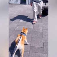 単身赴任中のお父さんと久々の再会を果たした犬→感動の光景と『あっさりすぎる結末』が19万再生「歓迎短いｗ」「意外とドライで笑ったｗ」