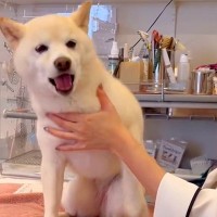 鍼治療を受ける犬→怖がっているのかと思いきや…『注文が多すぎる光景』に64万再生の反響「甘えん坊さんなの可愛い」「表情豊か」と絶賛の声