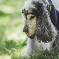 犬の16歳は人間に換算すると何歳？長生きの秘訣と老犬ケアのポイントを紹介