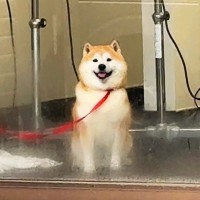 ペットホテルに預けた柴犬をお迎えに→窓越しに気が付いて…あまりにも尊い『発見した瞬間の行動』が23万再生「国宝級の可愛さ」「愛しかない」