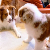 『先住犬と比べてこんなにも小さかった子犬が…』１年後、当時では考えられない『大成長を遂げた光景』が105万再生「感動した」「素敵」と反響