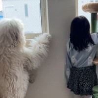 学校から帰るとすぐに遊びに行く男の子→お見送りをする女の子と大型犬が…あまりにも尊い『後ろ姿』が2万再生「背丈同じ」「素敵な関係」