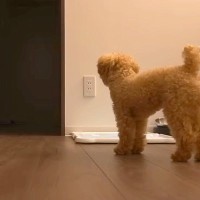 『電話越しに女性の声？』不思議な出来事が続いた結果、犬が…勇ましく尊い『飼い主を守るような光景』が39万再生「見えてる？」「頼もしい」