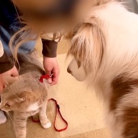 実家の猫が『初めて家に遊びに来た』結果→犬たちがガン見し続け…絶対に離れない『まさかの光景』が37万再生「見すぎw」「お茶吹いた」