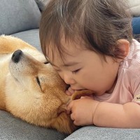 赤ちゃんに顔を食べられてしまった犬→怒るかと思ったら…思わず頬が緩む『まさかの神対応』が48万再生「幸せのかたまり」「愛おしい空間」