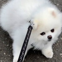 飼い主の体調不良で散歩に行けていなかった犬→久々に外に出たら…楽しすぎて見せた『まさかの行動』が6万再生「甘えたいもんね」「可愛い」