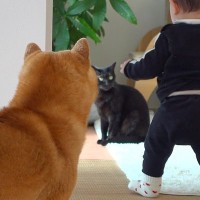 赤ちゃんが猫にちょっかいをかけようとしたら、近くにいた犬が…まさかの『犬語で注意する光景』が17万再生「愛ある叱責」「優しい親分」