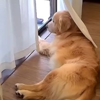 お父さんが2日間の出張へ→家で待っていた大型犬が…再会の瞬間『キレながら喜ぶ光景』が84万再生「日本一のお出迎え」「健気で泣ける」