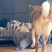 赤ちゃんに自分の寝場所を取られてしまった犬→困惑した後に…とんでもなく可愛い結末が43万再生「起こさないの素敵」「いい子過ぎる」と称賛