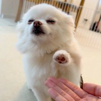 まるで静止画…？『超スロー過ぎるオテ』を披露する犬がSNSで132万再生「薄目で確認してるの可愛いｗｗ」「固唾をのんだ」と大反響
