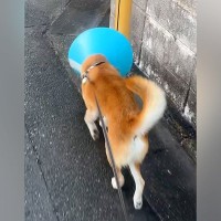 エリザベスカラーに慣れていない犬→お散歩に連れていった結果…ありえないほど『不器用すぎる姿』が262万再生「もはや壊そうとしてて草」