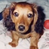 『尻尾が折れ曲がっているから』と売れ残った犬を飼ったら…亡くなるまでを綴った『家族との記録』に涙が止まらないと57万再生「めちゃ泣いた」