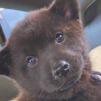 狩猟犬の赤ちゃんを飼って『カッコよく育つ』かと思いきや…数年後→まさかの成長が53万再生「天性のベビーフェイス」「可愛いすぎか？」