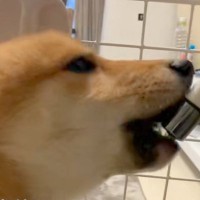 水を飲みすぎている犬→心配で病院に連れて行ったら…予想もつかなかった『診断結果』が137万再生「治療法は撫でまくる」「健気でかわいすぎ」