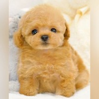 『フワフワで天使のような赤ちゃん犬』が大きくなった結果…思っていたのとなんか違う『驚きのビフォアフ』が35万再生「吹いた」「人間味強い」