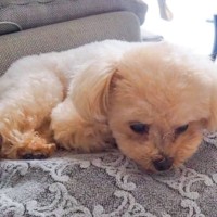 保護猫たちの里親が決定したら、一緒に暮らしていた犬が落ち込み…思った以上の光景が泣けると305万再生「優しい子」「もらい泣きしちゃう」