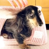 お散歩が大嫌いな小型犬→外に連れて行こうとしたら…『絶対に負けられない攻防戦』が22万再生「短い脚で必死の抵抗ｗ」「拒否あるあるｗ」