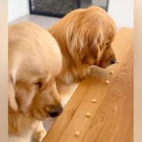 双子の大型犬→３個ずつおやつをあげようとしたら…まったく異なる『２匹の対応』に「どちらも愛おしい」「多頭飼いあるある」共感と絶賛の声
