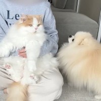 猫が大嫌いな『爪切り』をしようとしたら、ピンチを察した犬が…まさかの『必死に守ろうとする光景』に「可愛い兄弟愛」「勇ましい」と15万再生