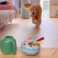 『じょうろ持ってきて』と大型犬にお願い→目の前におやつがあったらどうするか？検証したら…まさかの光景に「びっくり」「全部理解してる」の声