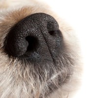 犬の『鼻水』に現れる危ない症状4つ　様子がおかしい時の正しい対処法とは