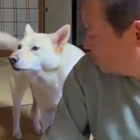 おじいちゃんに『早く寝よう』としゃべりかける犬→想定外な『低音ボイス』が70万再生「ドスがきいてるｗ」「ギャップあって素敵」と絶賛