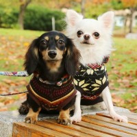 『運動が不得意』とされている犬種3選　それぞれの特徴から注意すべきことまで