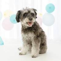 犬がしていたら『危険な座り方』4選　体に異変がある可能性も？注意すべきポイントを解説