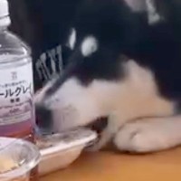 ママ友とランチしていたら、隣にいたハスキー犬が…大胆すぎる『お弁当強奪の犯行』が70万再生「立派な引ったくりで草」「カルビ弁当ｗ」と爆笑