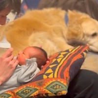 赤ちゃんが心配で仕方ない大型犬→パパママが子育てをしていると…ほっこりが止まらない『監督になる様子』に「面倒みてる」「偉すぎ」と絶賛の声