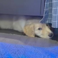 『赤ちゃんの頃はテーブルの下に入れたのに…』１歳になった大型犬→成長を理解していない行動が５万再生「解決しようとするの可愛いｗ」と絶賛