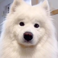 出勤したはずのパパが５分で帰宅することに→家にいた大型犬が…想定外な展開で見せた行動が59万再生「最高のお出迎え」「可愛すぎる」の声