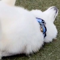 『ドッグランで大型犬を見失った』と思ったら…完全に間違えている『謎すぎる遊び方』が23万再生「ドッグゴロンｗ」「大物になる予感」と絶賛