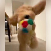 生後5ヵ月の大型犬と遊んでいたら→もはや事故？まるで『ぶつかり稽古のような光景』に「距離感分かってないｗ」「前見えてるか不明」の声