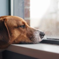 犬も『天候や気圧の変化』で体調を崩すの？気圧でダウンしているときにみせる5つのサインとは
