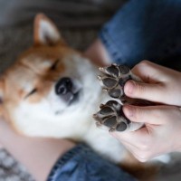 犬の『肉球ケア』を怠るとどうなるの？起こりうるトラブルから正しいお手入れ方法まで