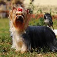 犬の毛を『キレイに維持』するために必要なこと5つ 　生活に取り入れたい習慣から正しいケア方法までご紹介