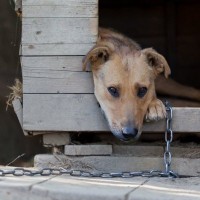 犬の外飼いが『絶対NGな理由』４選　愛犬の命を危険に晒す可能性も…