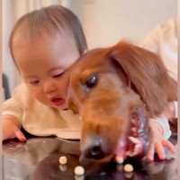 生後７ヵ月の赤ちゃんと大型犬→目の前におやつを置いてみたら…壮絶すぎる『争奪戦』が５万再生「既に人生競争を知る…ｗ」「可愛い」と絶賛