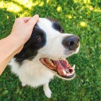 あなたも経験ある？愛犬を『賢い』を感じる瞬間7選